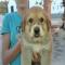 GPAR :: Grupo de Protección Animal de Rute