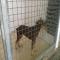 GPAR :: Grupo de Protección Animal de Rute
