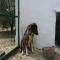 GPAR :: Grupo de Protección Animal de Rute