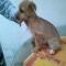 GPAR :: Grupo de Protección Animal de Rute