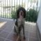 GPAR :: Grupo de Protección Animal de Rute