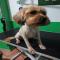 GPAR :: Grupo de Protección Animal de Rute