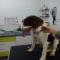 GPAR :: Grupo de Protección Animal de Rute