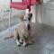 GPAR :: Grupo de Protección Animal de Rute