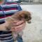 GPAR :: Grupo de Protección Animal de Rute
