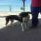 GPAR :: Grupo de Protección Animal de Rute