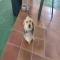 GPAR :: Grupo de Protección Animal de Rute
