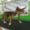 GPAR :: Grupo de Protección Animal de Rute