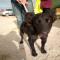 GPAR :: Grupo de Protección Animal de Rute