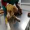 GPAR :: Grupo de Protección Animal de Rute