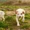 GPAR :: Grupo de Protección Animal de Rute