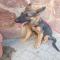 GPAR :: Grupo de Protección Animal de Rute