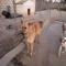 GPAR :: Grupo de Protección Animal de Rute