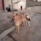 GPAR :: Grupo de Protección Animal de Rute