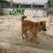 GPAR :: Grupo de Protección Animal de Rute