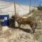 GPAR :: Grupo de Protección Animal de Rute