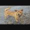 GPAR :: Grupo de Protección Animal de Rute