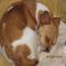 GPAR :: Grupo de Protección Animal de Rute