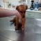 GPAR :: Grupo de Protección Animal de Rute