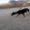 GPAR :: Grupo de Protección Animal de Rute