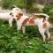 GPAR :: Grupo de Protección Animal de Rute