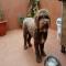 GPAR :: Grupo de Protección Animal de Rute