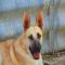 GPAR :: Grupo de Protección Animal de Rute