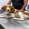 GPAR :: Grupo de Protección Animal de Rute
