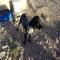 GPAR :: Grupo de Protección Animal de Rute