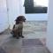 GPAR :: Grupo de Protección Animal de Rute