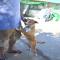 GPAR :: Grupo de Protección Animal de Rute