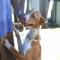 GPAR :: Grupo de Protección Animal de Rute