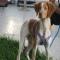 GPAR :: Grupo de Protección Animal de Rute