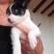 GPAR :: Grupo de Protección Animal de Rute