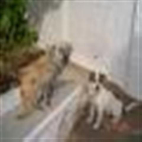 GPAR :: Grupo de Protección Animal de Rute