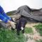 GPAR :: Grupo de Protección Animal de Rute