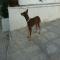 GPAR :: Grupo de Protección Animal de Rute