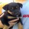 GPAR :: Grupo de Protección Animal de Rute