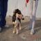 GPAR :: Grupo de Protección Animal de Rute