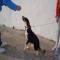 GPAR :: Grupo de Protección Animal de Rute