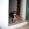 GPAR :: Grupo de Protección Animal de Rute