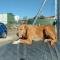 GPAR :: Grupo de Protección Animal de Rute