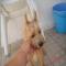 GPAR :: Grupo de Protección Animal de Rute