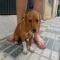 GPAR :: Grupo de Protección Animal de Rute