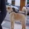 GPAR :: Grupo de Protección Animal de Rute