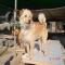 GPAR :: Grupo de Protección Animal de Rute