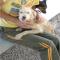 GPAR :: Grupo de Protección Animal de Rute