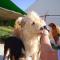 GPAR :: Grupo de Protección Animal de Rute