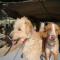 GPAR :: Grupo de Protección Animal de Rute