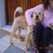 GPAR :: Grupo de Protección Animal de Rute